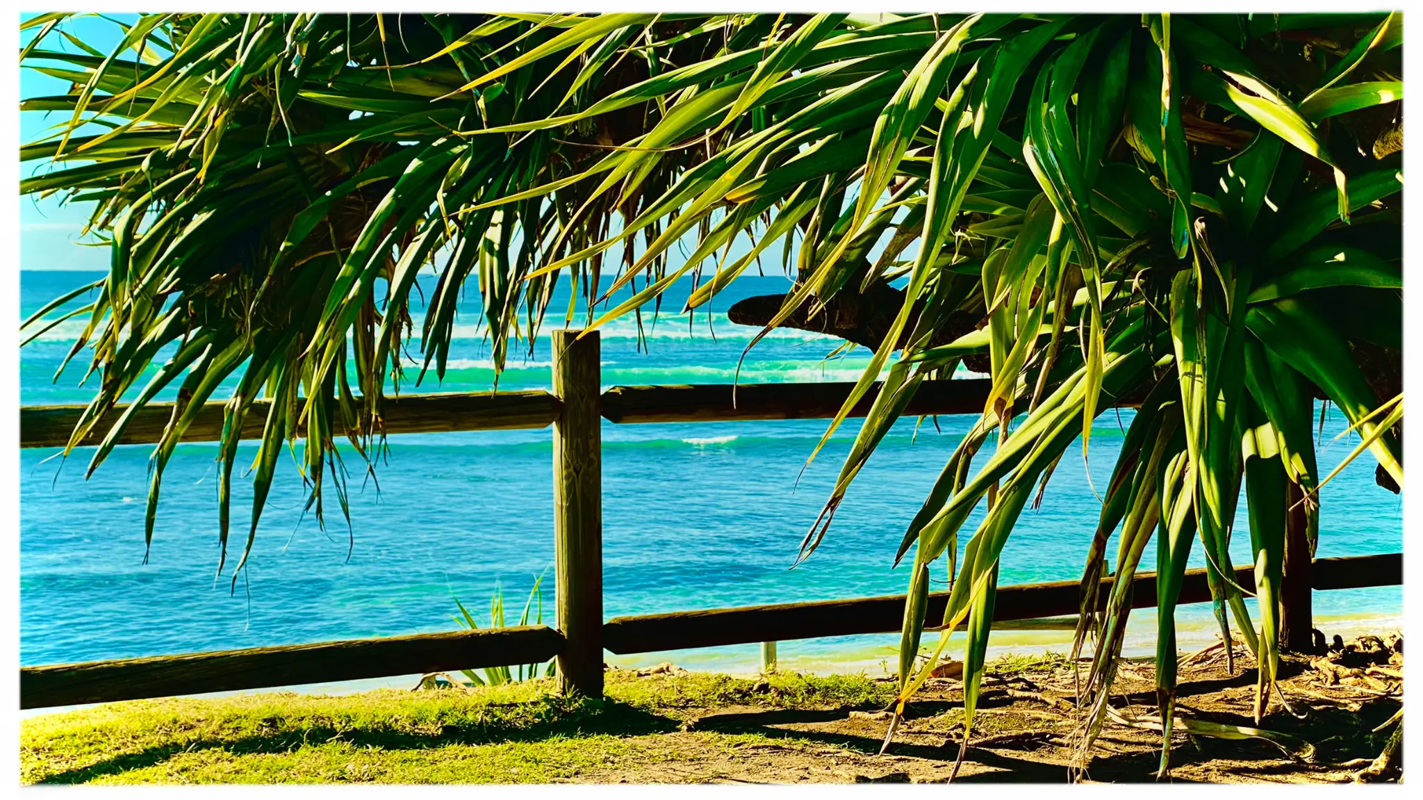The ocean framed by pandanus trees at Lennox Head